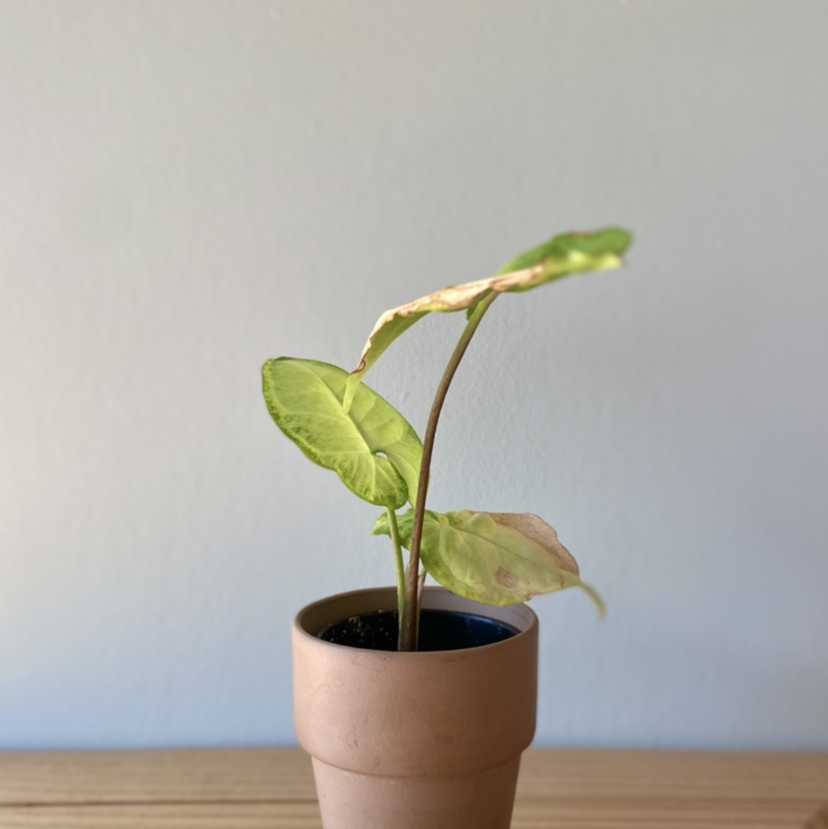 Arrowhead Plant with three healthy green arrow-shaped leaves in a small terra cotta pot against a gray background