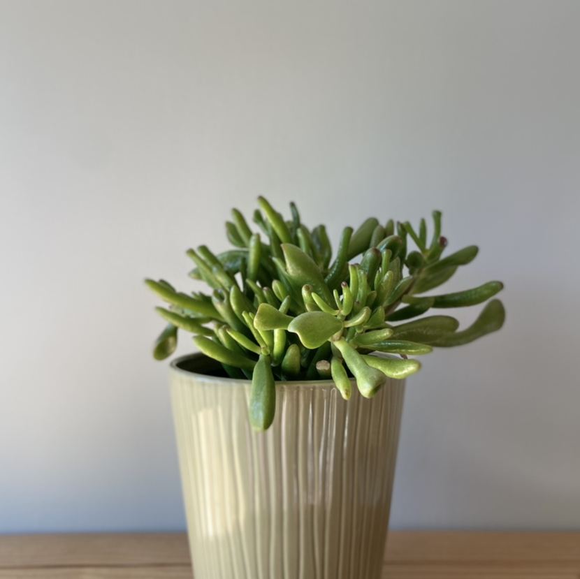 Potted Gollum Jade plant with green tubular leaves, healthy appearance.