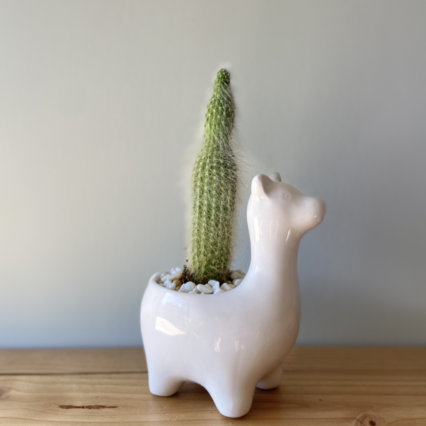 Golden Torch cactus in a white animal-shaped pot on a wooden surface.