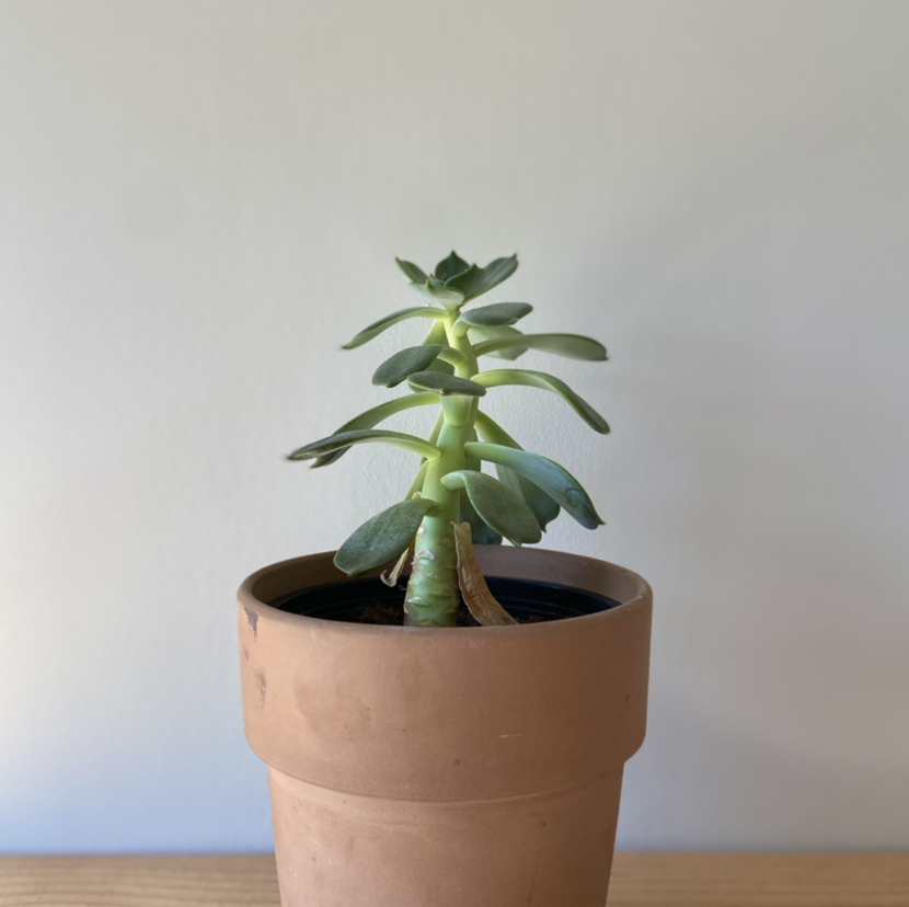 Potted Echeveria Runyonii plant with healthy green leaves.