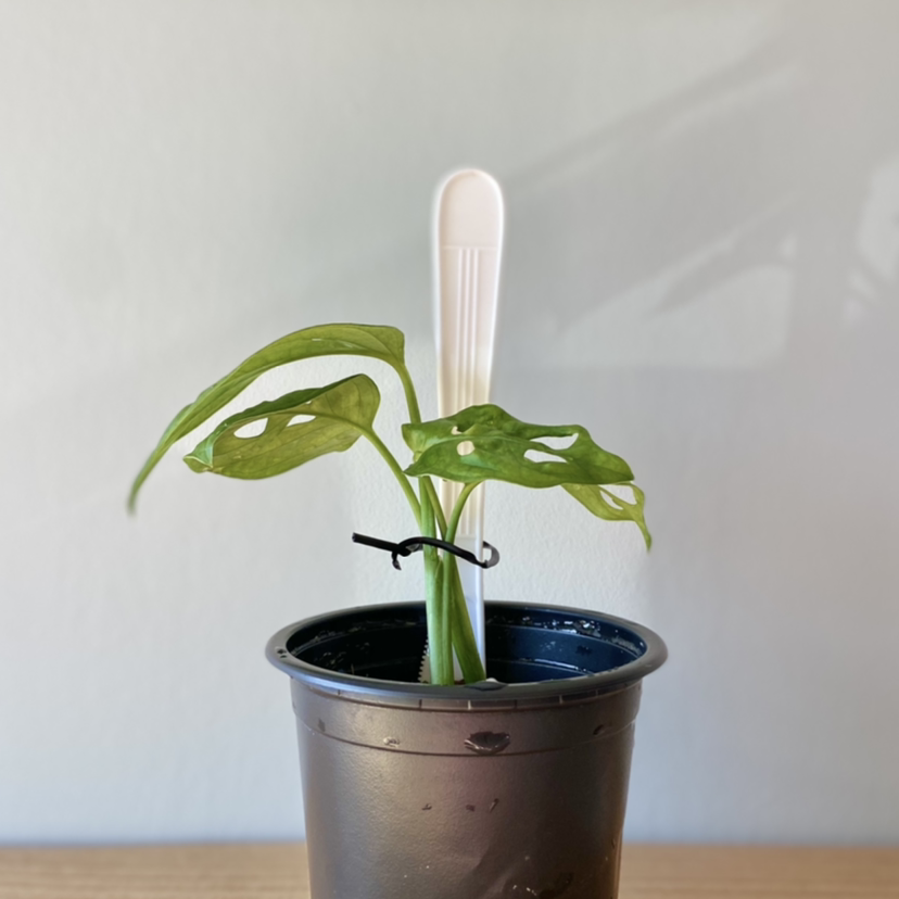 Healthy Monstera obliqua houseplant with perforated leaves in aluminum pot, centered on plain background.
