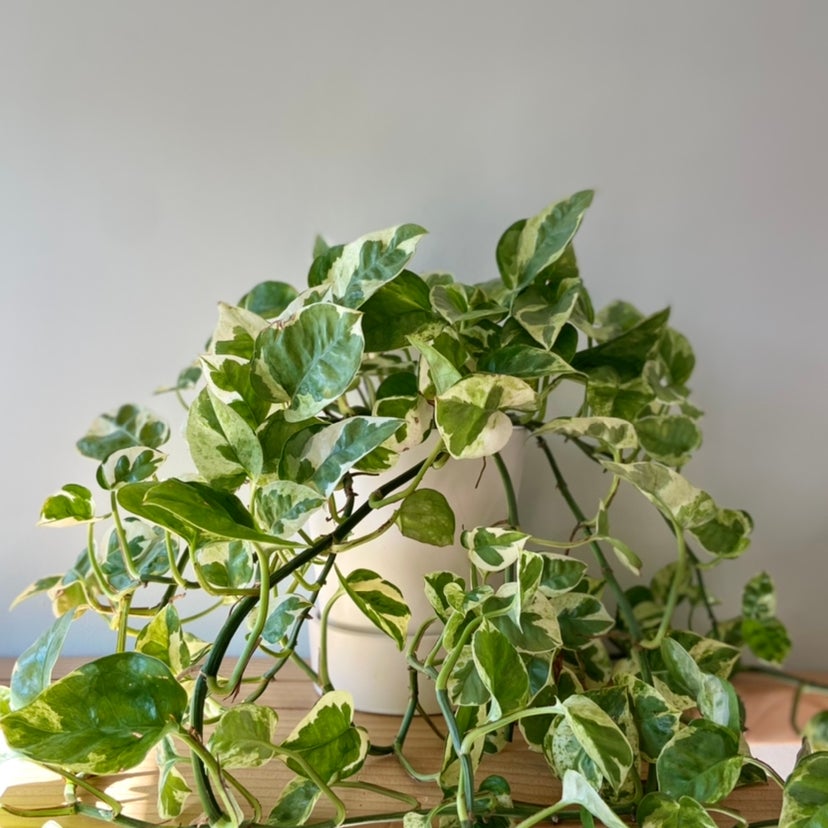 Why Are There Black Spots On My Jade Pothos Leaves?