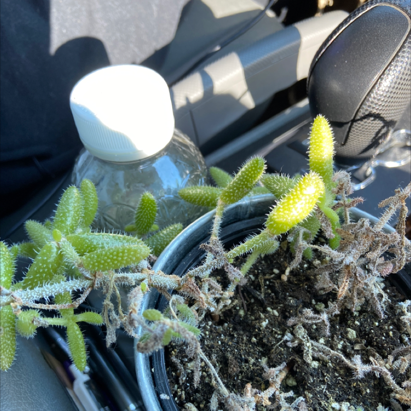 Pickle Plant in a pot with visible soil, some healthy green leaves, and signs of browning.