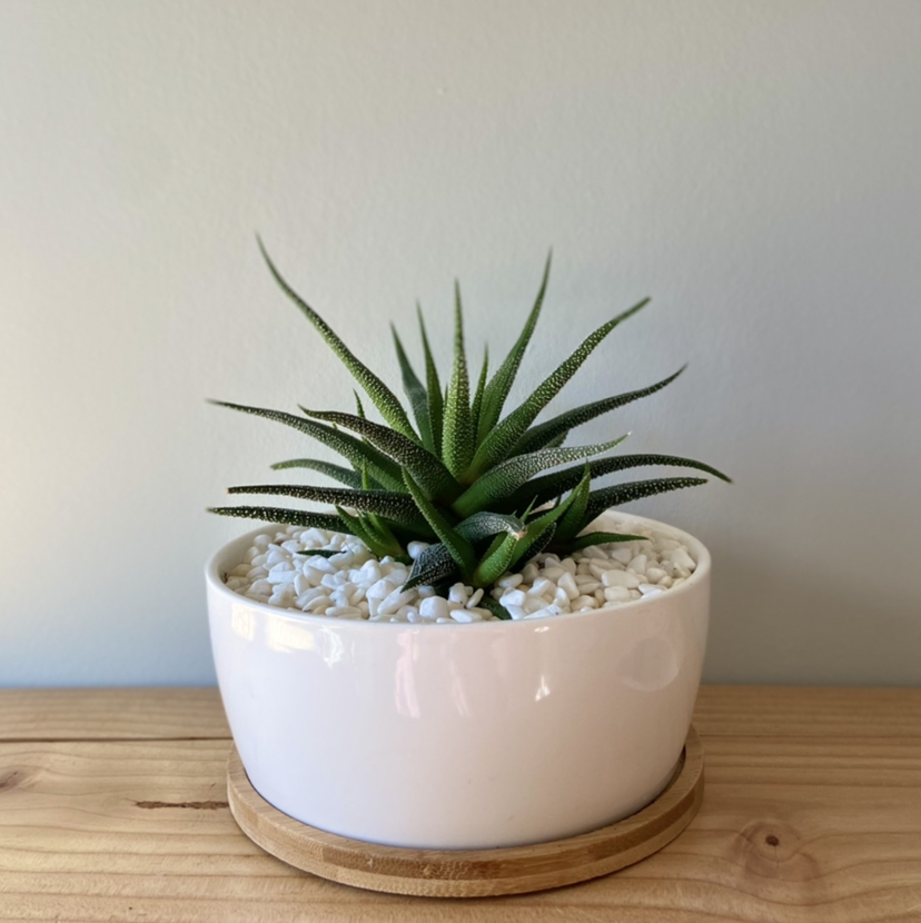Healthy Zebra Plant in a white ceramic pot with pebble topdressing. Dark green leaves have white horizontal stripes.