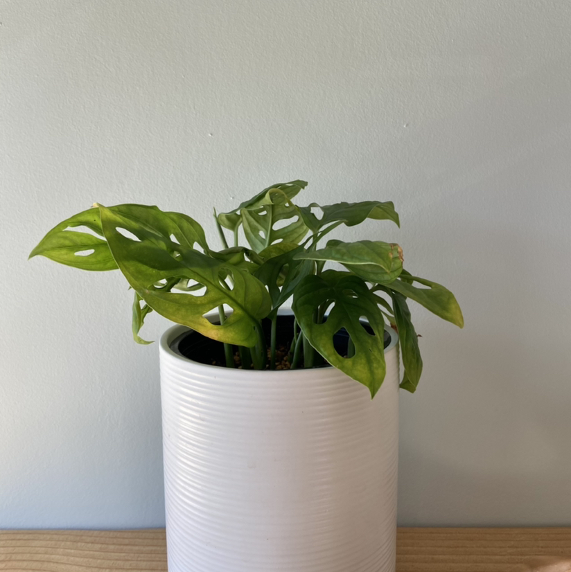 Healthy Monstera deliciosa plant with large, fenestrated leaves in a white pot against a gray background.
