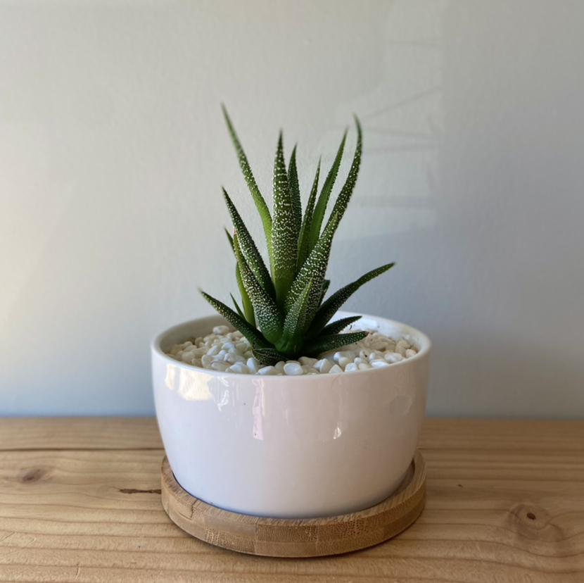 Healthy Haworthia fasciata succulent plant with striped zebra-patterned leaves in a white ceramic pot on a wooden base
