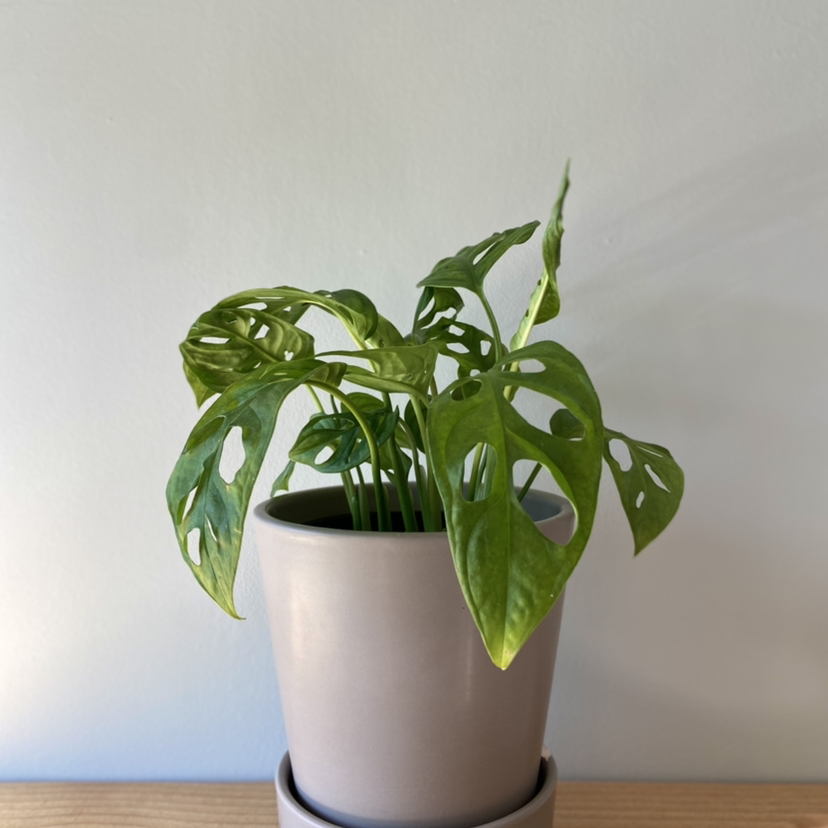 Healthy Monstera deliciosa plant with glossy green split leaves in a white ceramic pot, against a plain background.