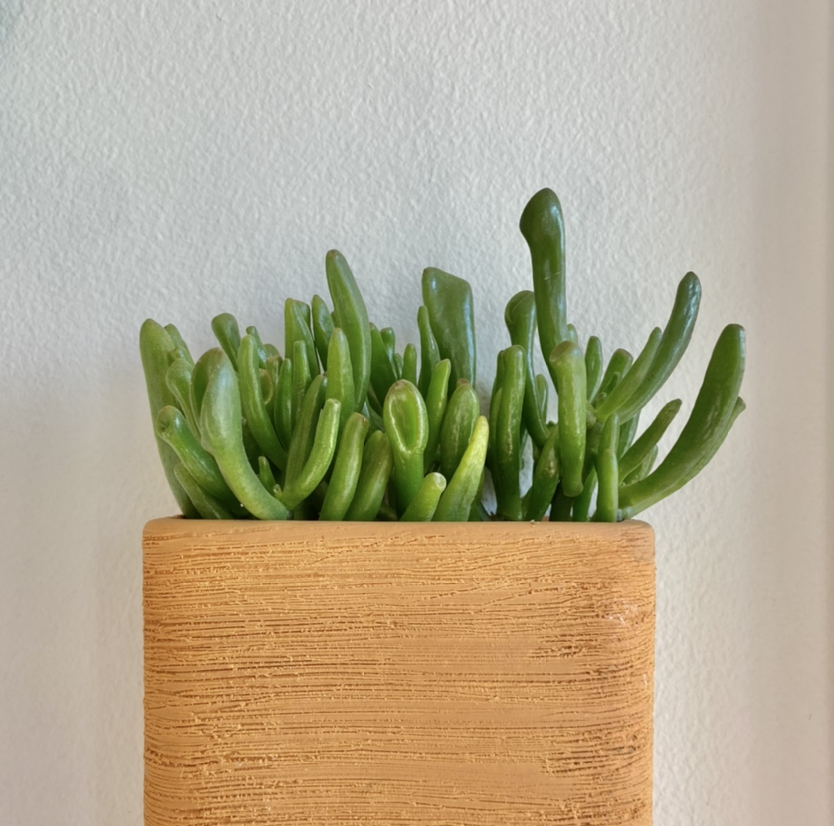 Healthy jade plant in a textured pot with thick, fleshy leaves.
