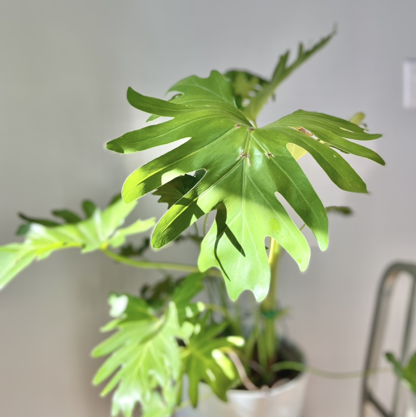 Philodendron Xanadu plant with healthy green leaves in a pot.