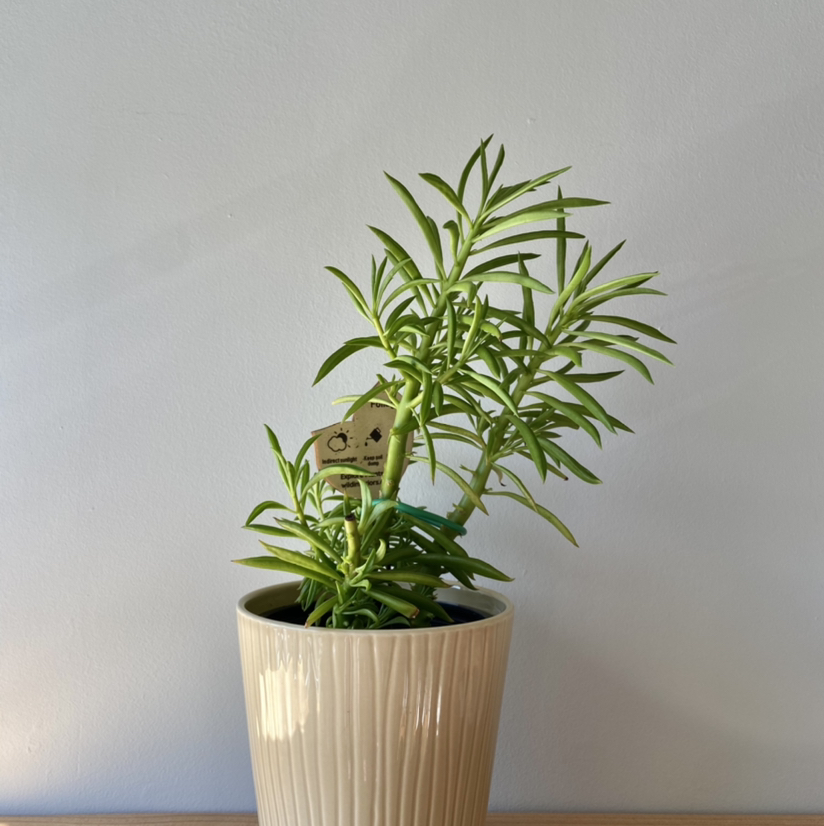 Pincushion Peperomia plant in a beige pot against a plain background.