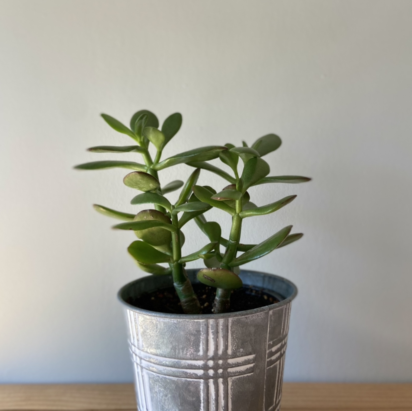 Healthy Jade plant in a metal pot with visible soil, well-framed and in focus.