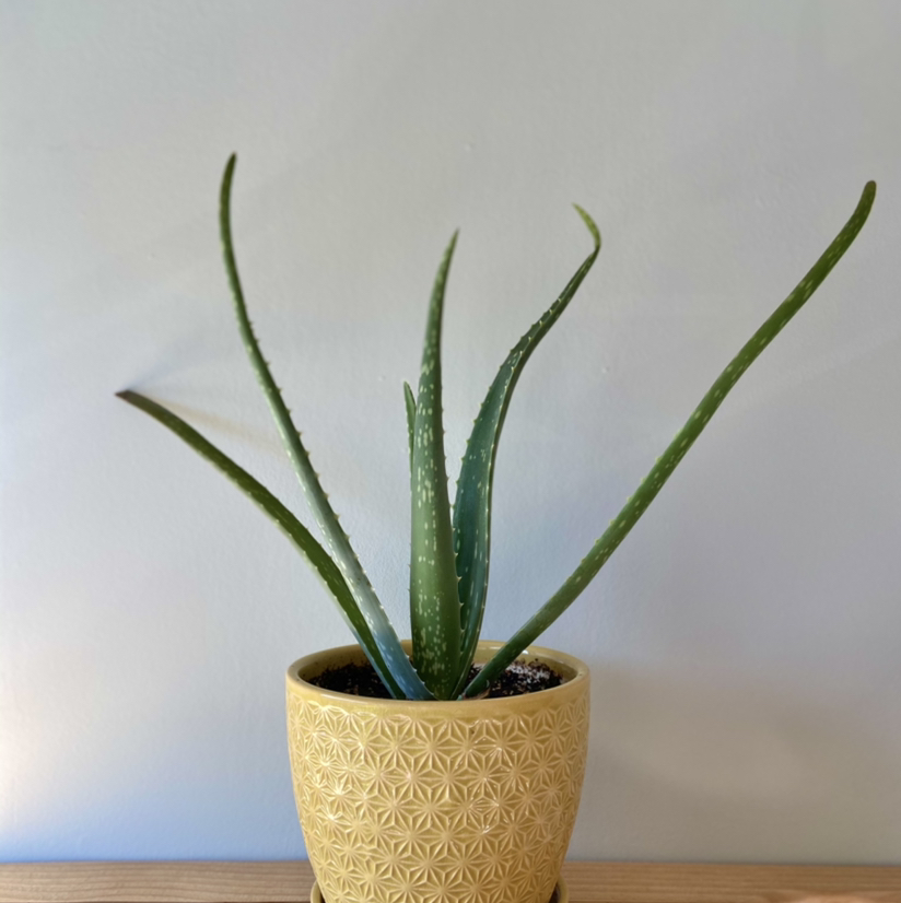 A healthy, thriving aloe vera plant with vibrant green leaves growing in a decorative yellow pot, well-framed and in focus.