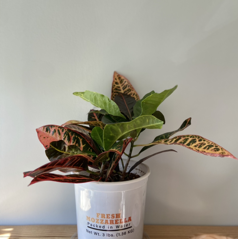 Vibrant and healthy variegated Croton 'Petra' plant in a small white nursery pot against a plain background.