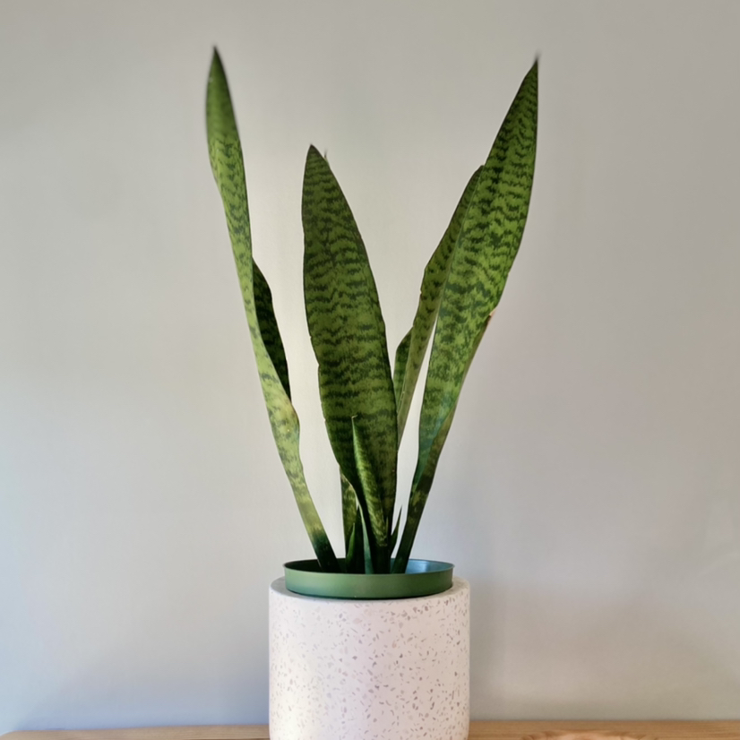 Healthy Snake Plant (Sansevieria trifasciata) in a white pot.