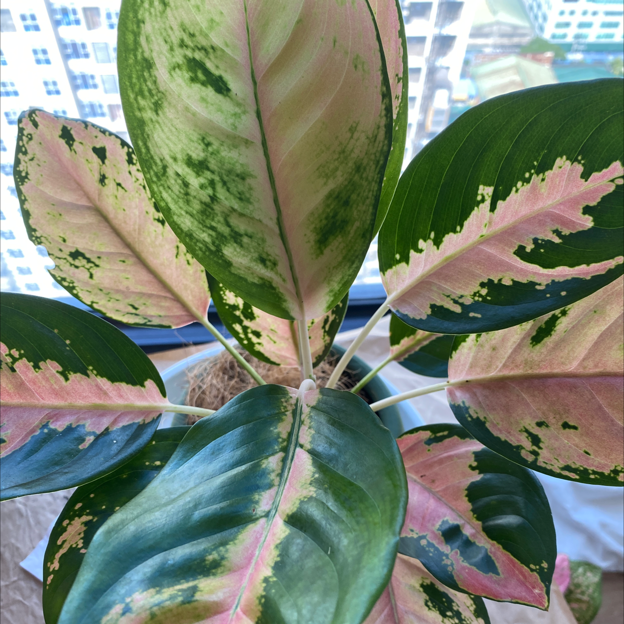 Photo of the plant species Pink Cochin Chinese Evergreen by @ZarfTutsan named Gaga on Greg, the plant care app