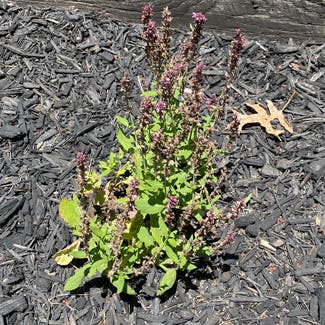 Meadow Sage plant in Pittsburgh, Pennsylvania
