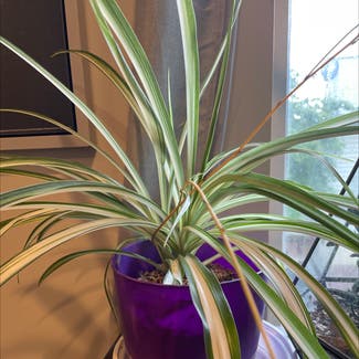 Spider Plant plant in Pittsburgh, Pennsylvania