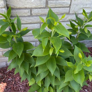 Martagon Lily plant in Pittsburgh, Pennsylvania