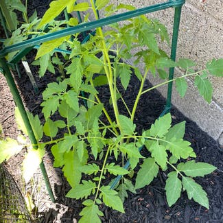 Tomato Plant plant in Pittsburgh, Pennsylvania