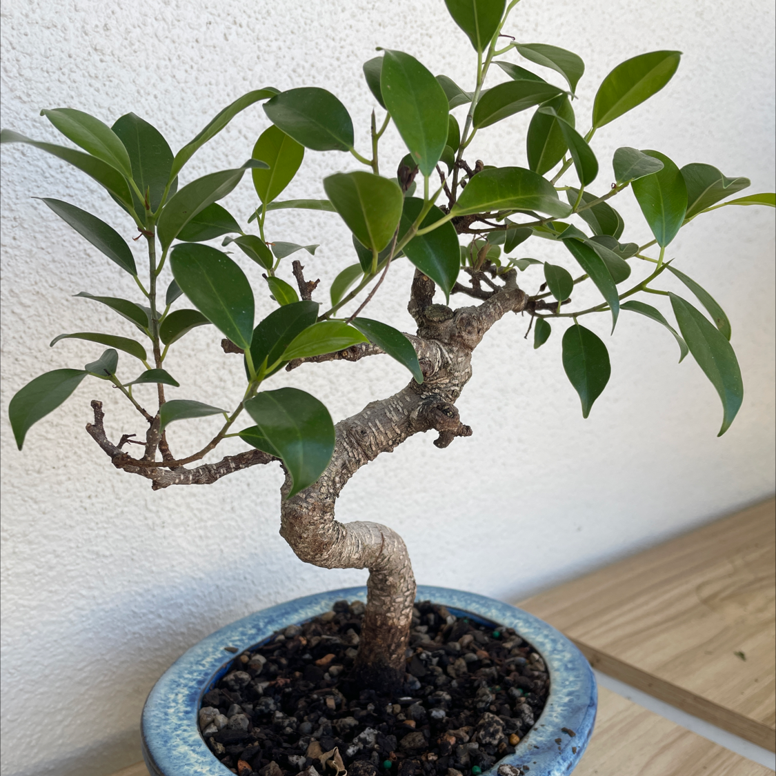 Photo of the plant species Ficus Ginseng by @Taydenise3 named Xena on Greg, the plant care app