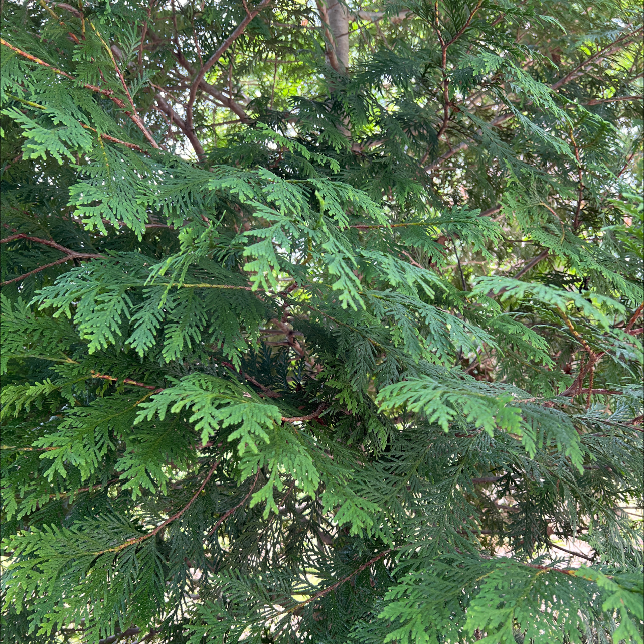 Image of a healthy Emerald Green Arborvitae with lush green foliage.