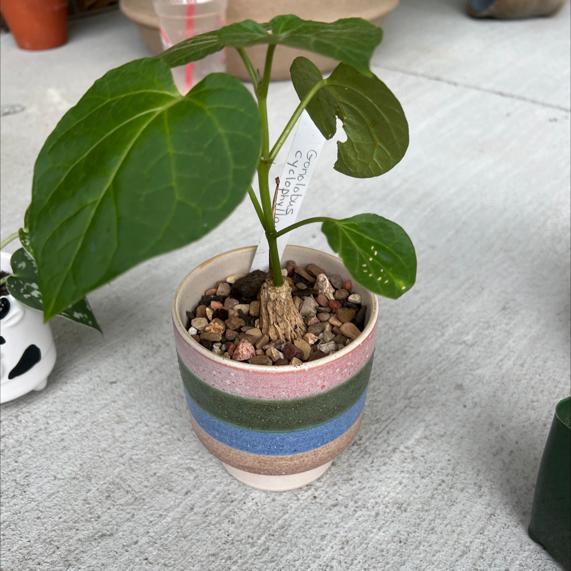 Photo of the plant species Gonolobus by @Stess317 named Demi on Greg, the plant care app
