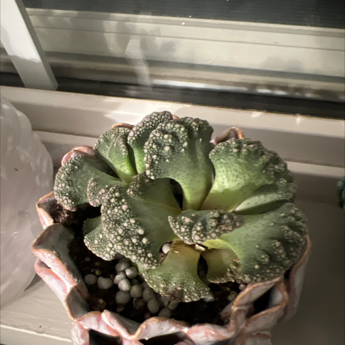 Concrete Leaf Living Stone succulent in a decorative pot with visible soil.