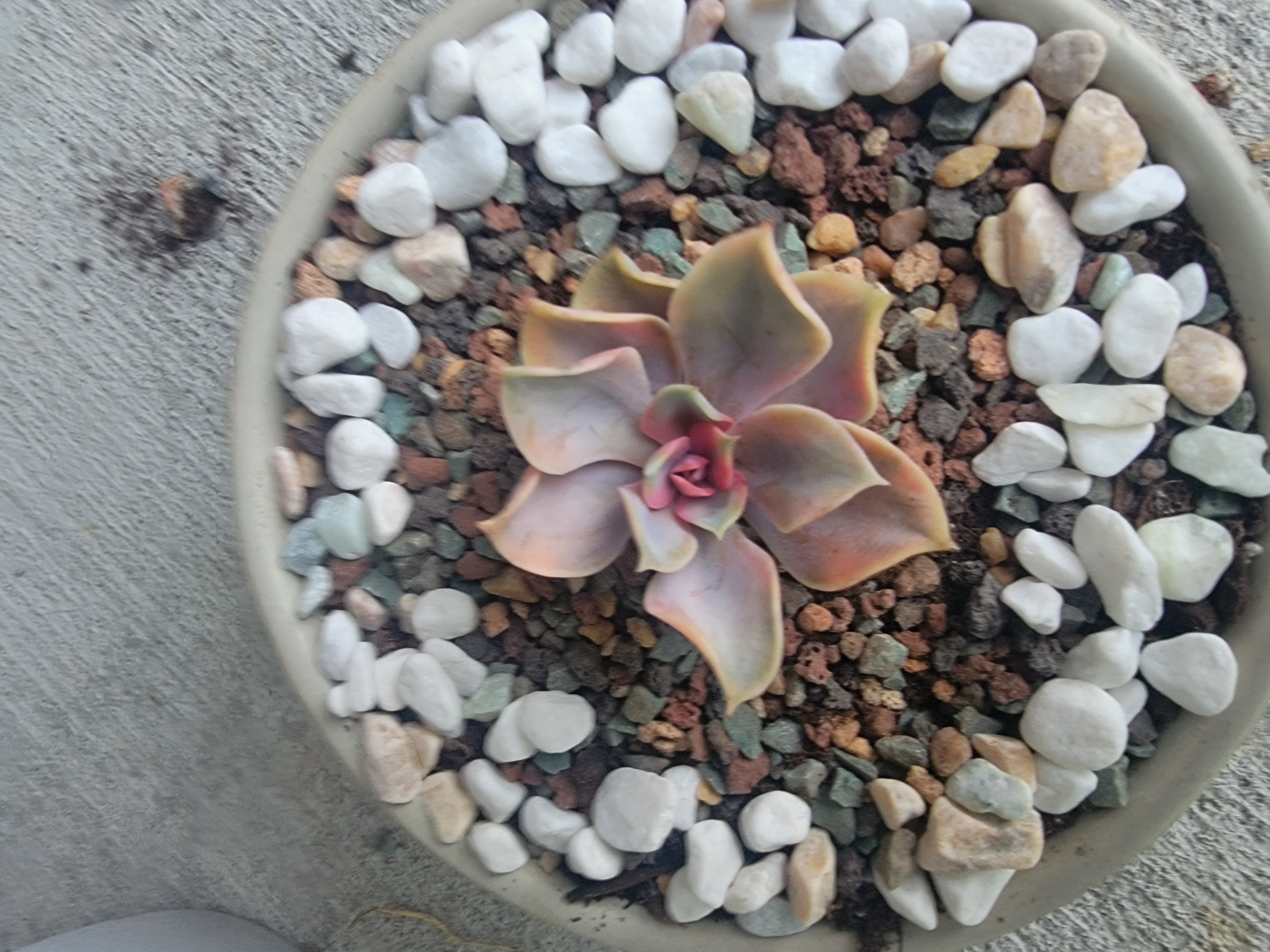 Photo of the plant species Rainbow Variegated Echeveria by @ExpressiveSalad named Petunia on Greg, the plant care app