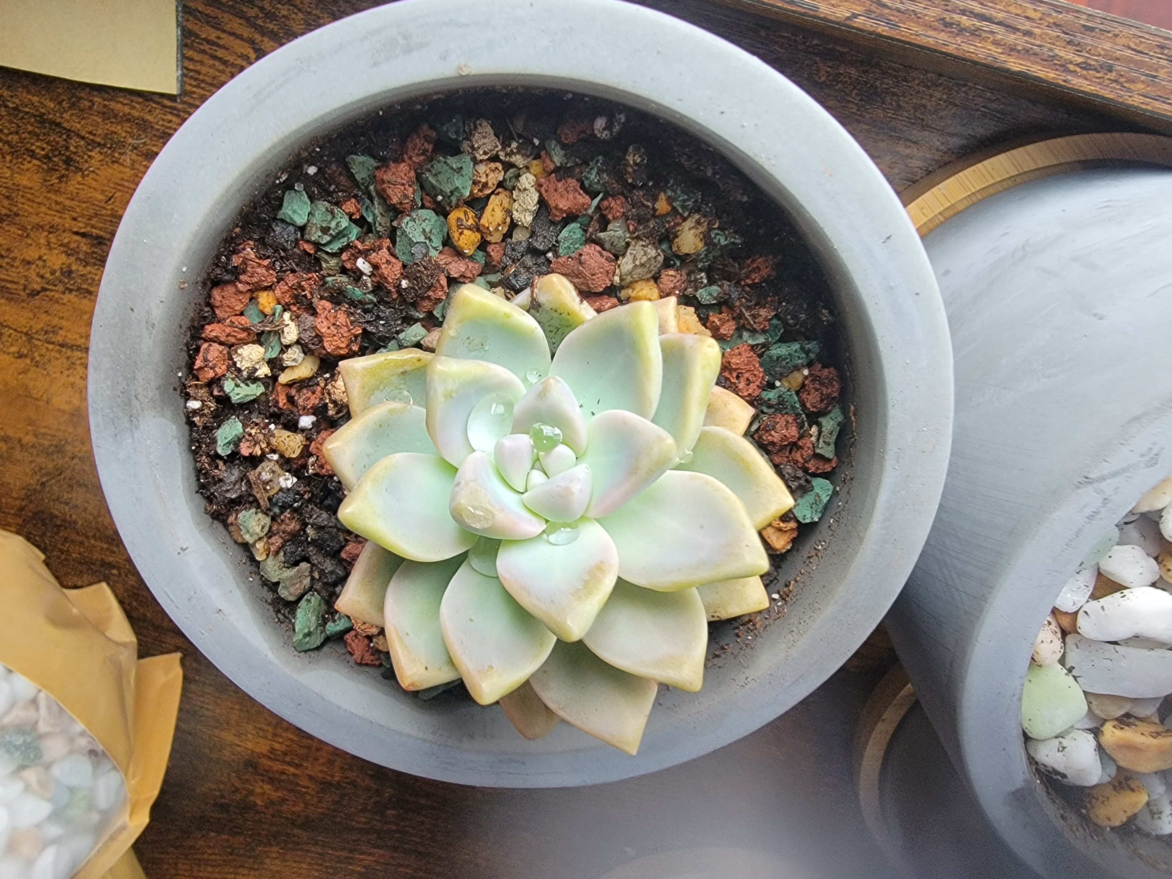 Graptosedum 'Ghosty' succulent in a pot with colorful, rocky soil.