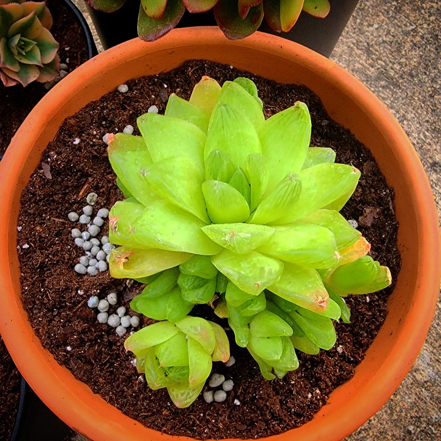 Photo of the plant species Gold Haworthia by @ExpressiveSalad named Cleopatra on Greg, the plant care app