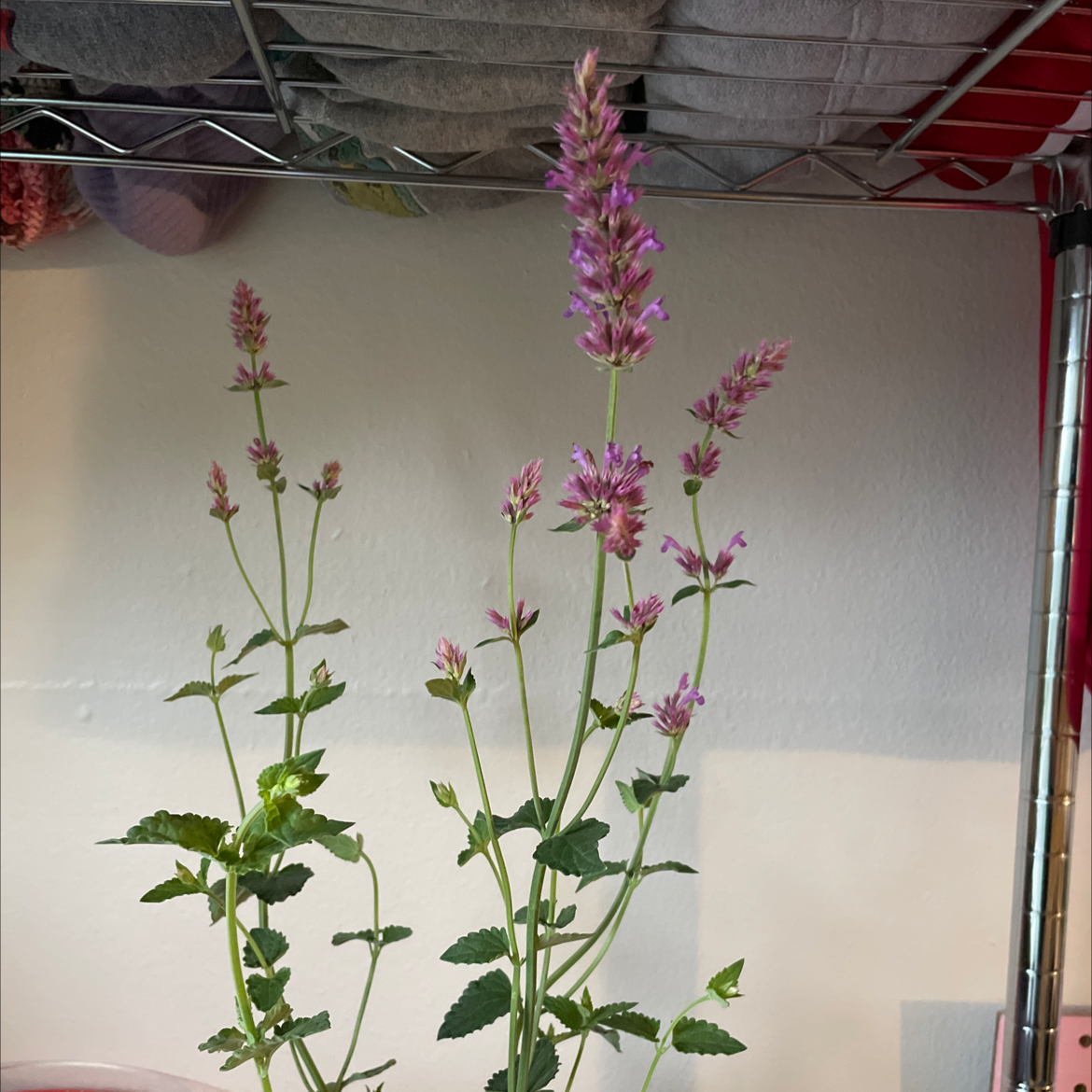 Anise-Hyssop plant with purple flowers and green leaves, well-framed and in focus.