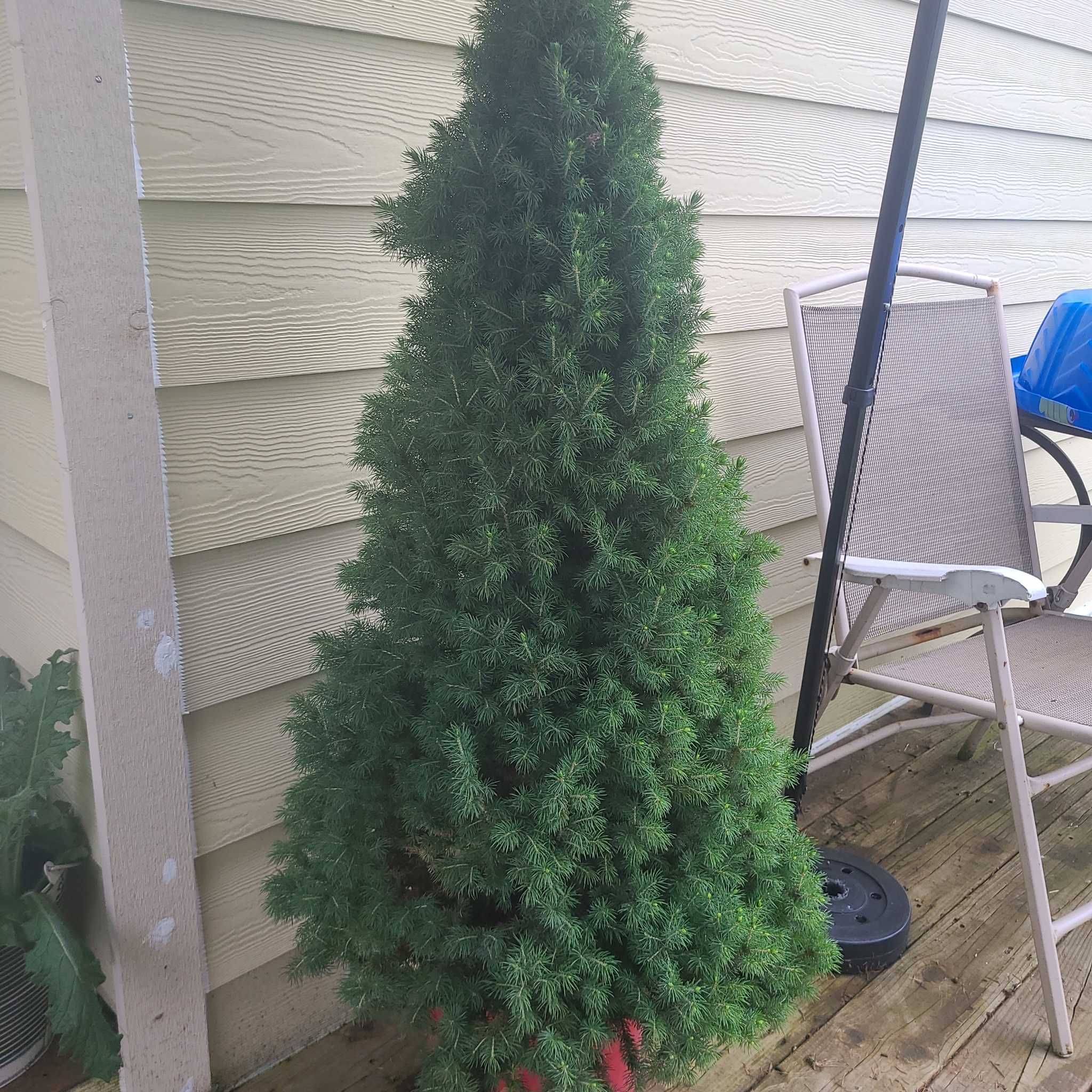 Picea glauca plant on a wooden deck, appears healthy with dense green foliage.