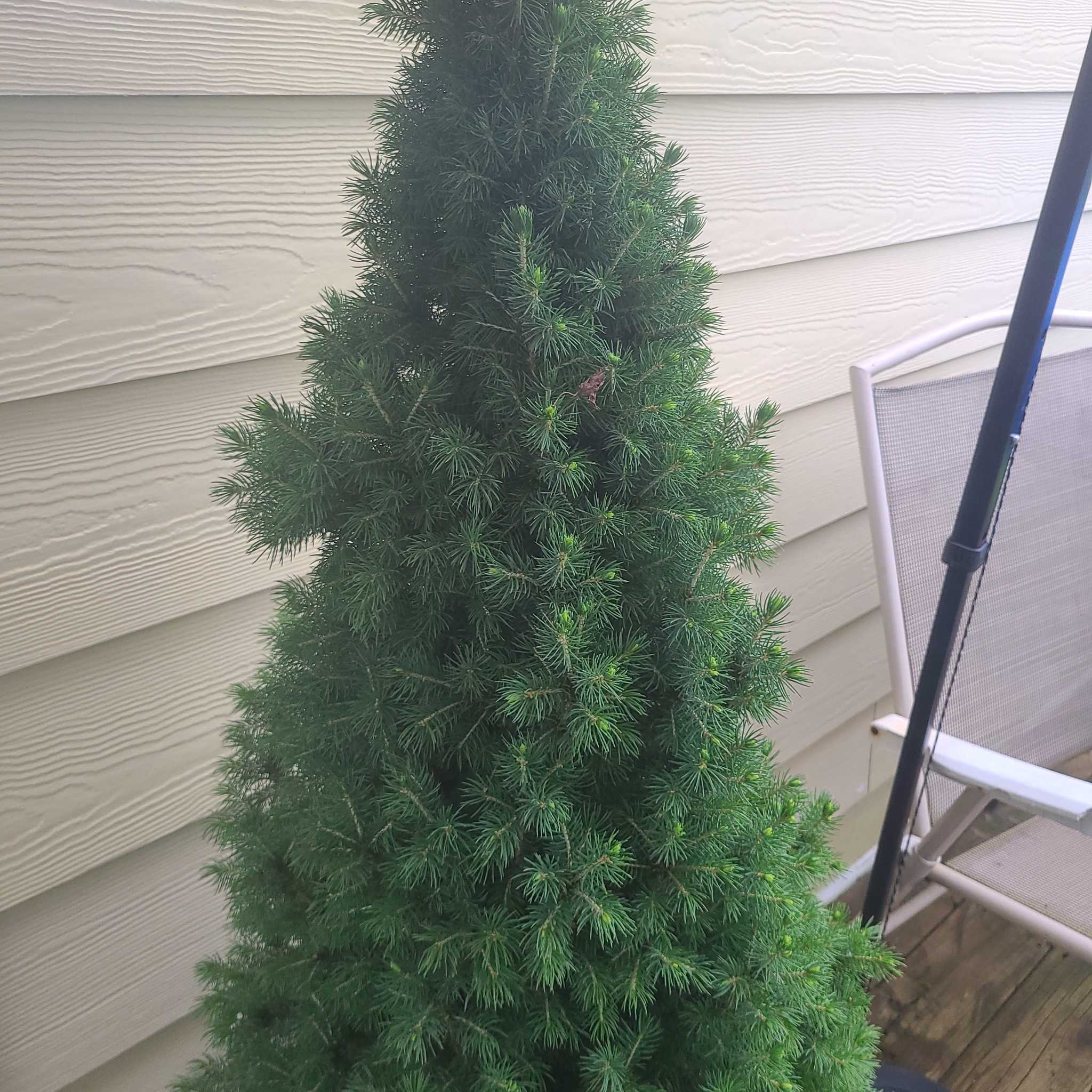 Healthy Picea glauca plant with dense green foliage.