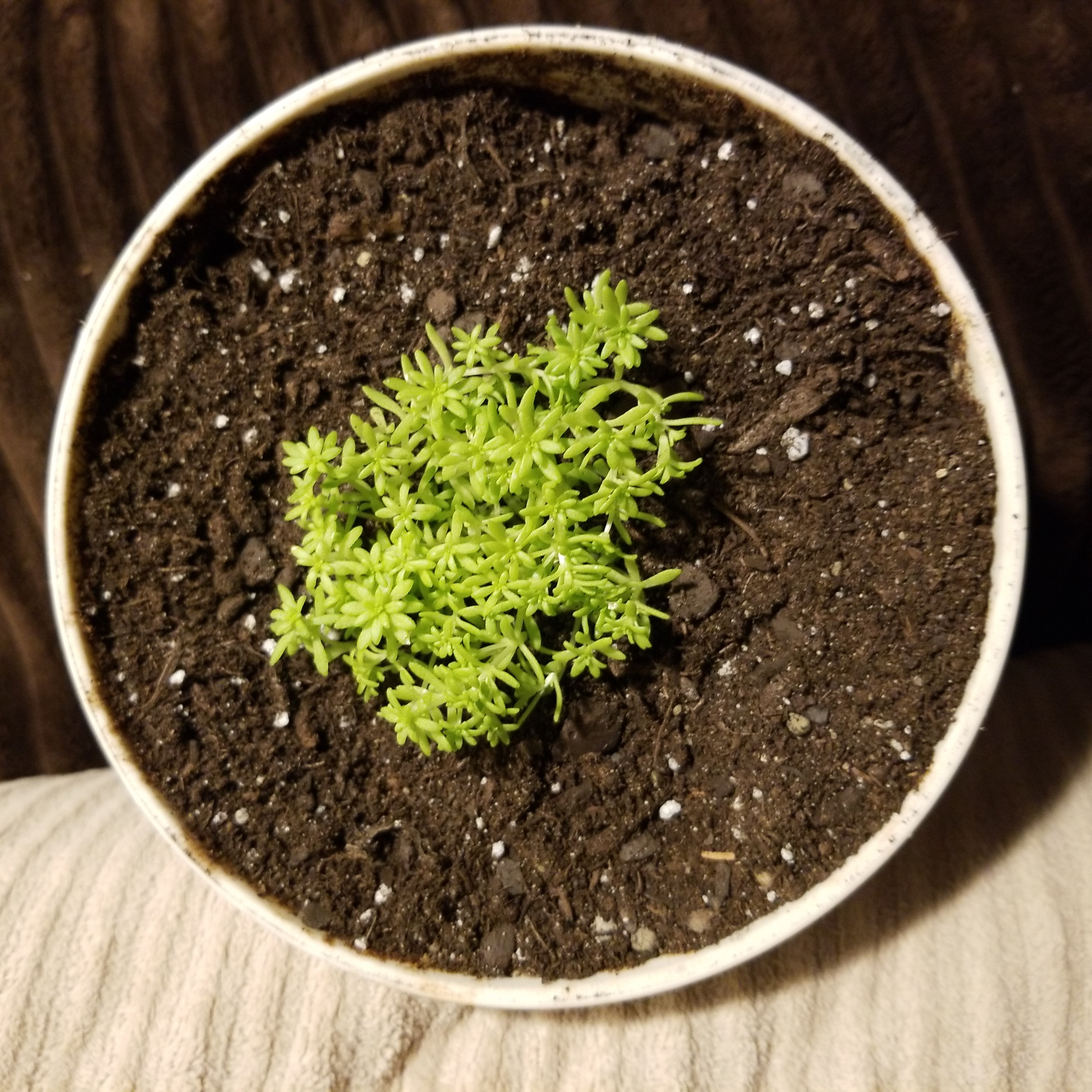 Photo of the plant species Tiny Buttons Sedum by @ZestyTukauki named Apollo on Greg, the plant care app