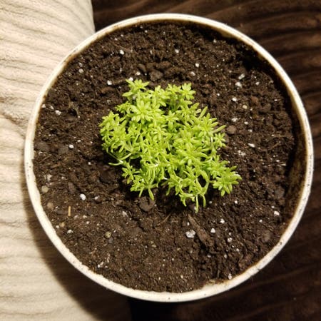 Keep Your Tiny Buttons Sedum Alive: Light, Water & Care Instructions