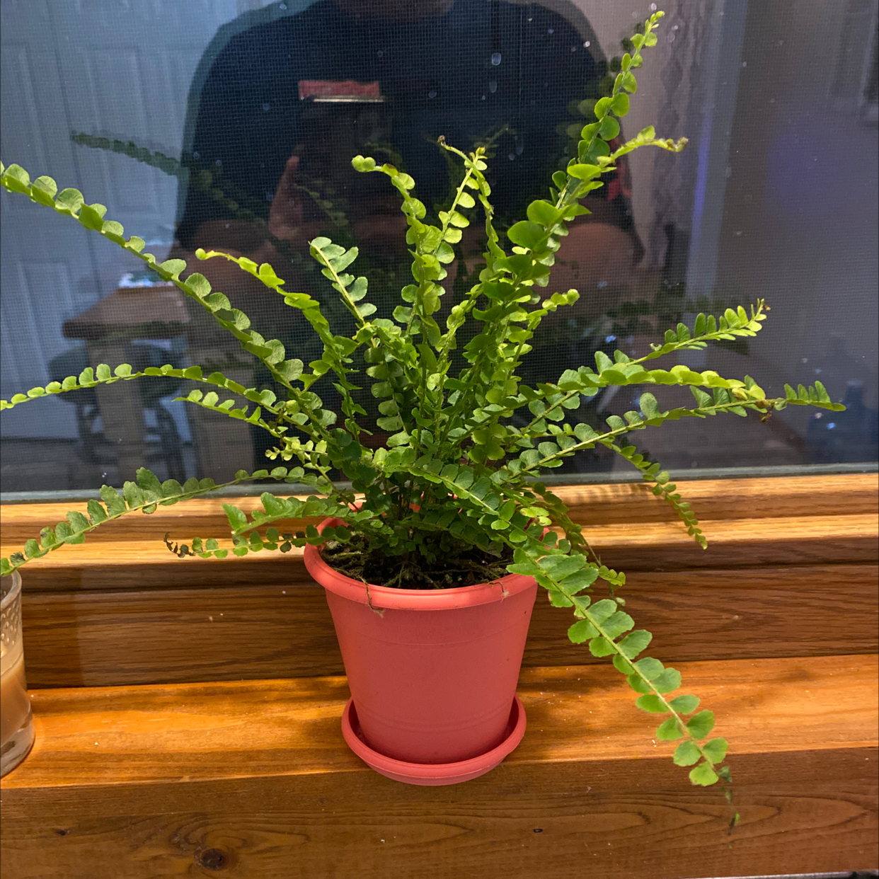 Healthy, vibrant green Erect Sword Fern in a small red pot, with lush upright foliage and no signs of discoloration or damage.
