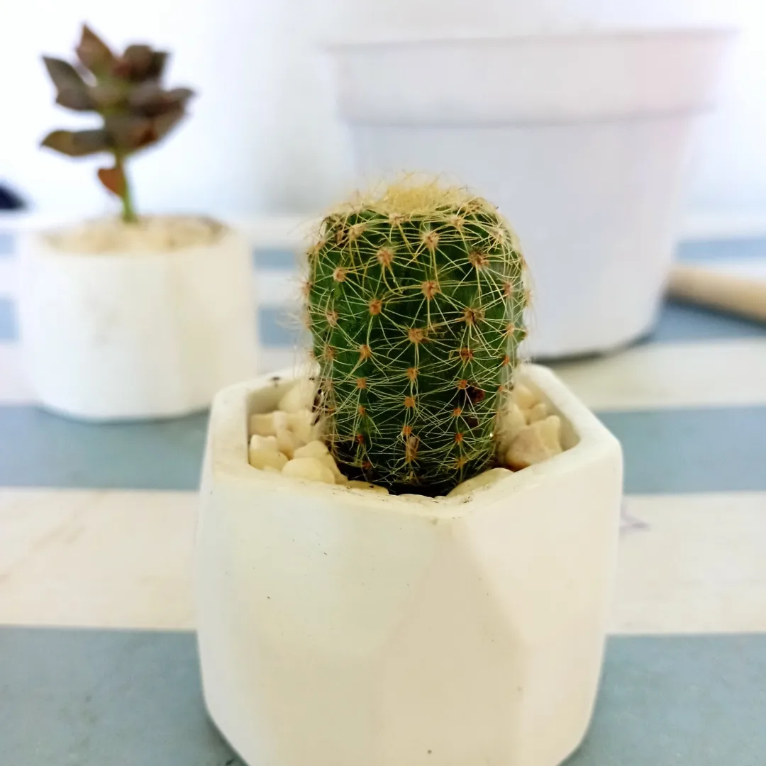 Photo of the plant species Cacto by @GUGUGAGA named Kura on Greg, the plant care app