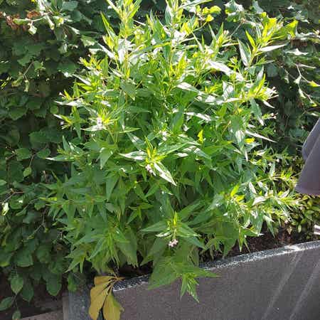 Photo of the plant species European Stoneseed by @DesignerAgboy named V dgf ff on Greg, the plant care app