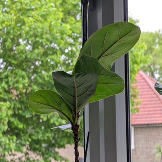 Fiddle Leaf Fig plant in Bromley, England