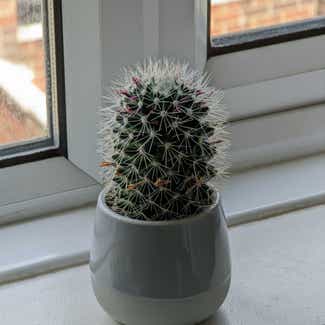 Little Nipple Cactus plant in Bromley, England
