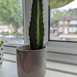 Pleated Cereus plant in Bromley, England