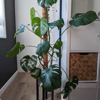 Monstera plant in Bromley, England