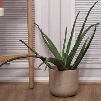 Aloe Vera plant in Bromley, England