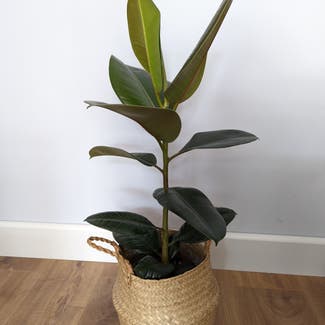 Rubber Plant plant in Bromley, England