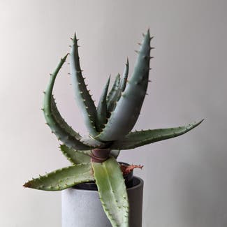 Cape Aloe plant in Bromley, England