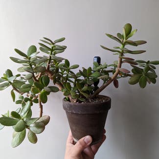 Jade plant in Bromley, England