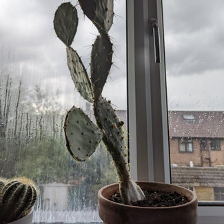 Smooth Prickly Pear plant in Bromley, England