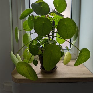 Chinese Money Plant plant in Bromley, England