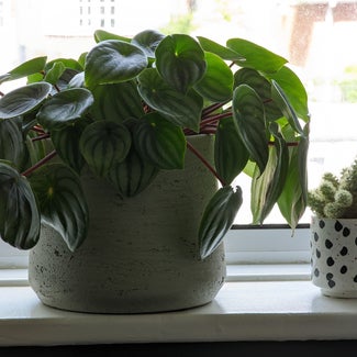 Watermelon Peperomia plant in Bromley, England