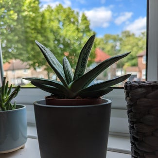 Gasteria pillansii plant in Bromley, England